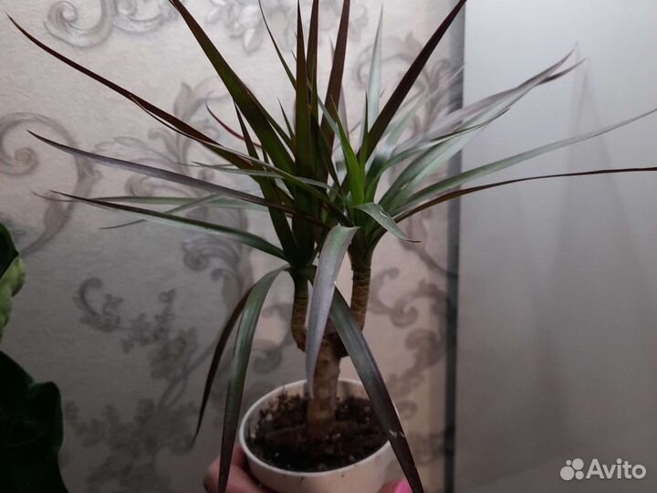 Комнатные растения. Драцена. Дипсис