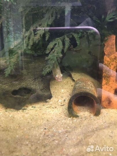 Аквариумные рыбки P.T. Nigeria Red