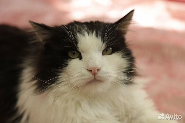 Маркиз в дар