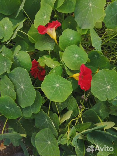 Рассада настурции