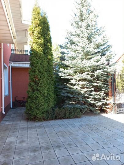 Ель голубая