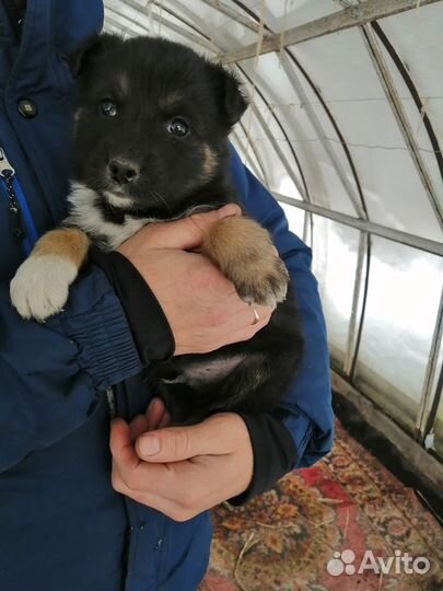 Щенки в добрые руки