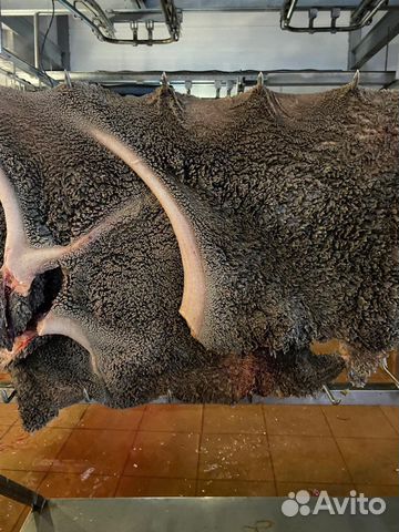 Рубец говяжий для собак(животных)