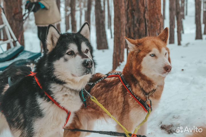 Собака в добрые руки бесплатно