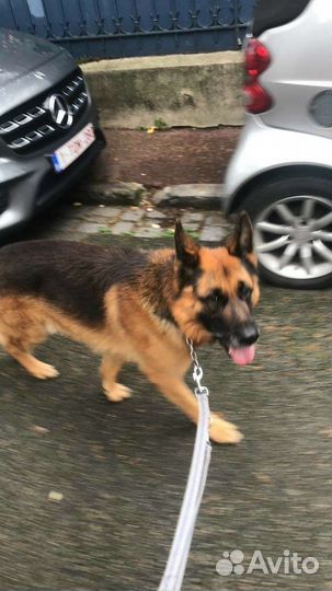 Выгул собак с 12 лет