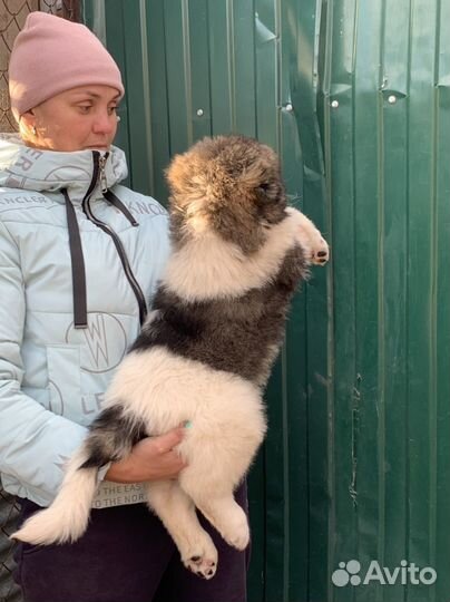 Девочка кавказской овчарки