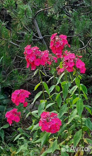 Флокс многолетний и другое