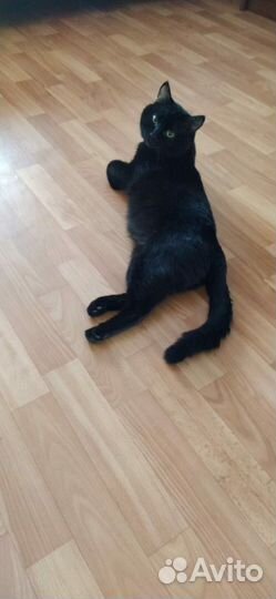 Красавчик-Кот