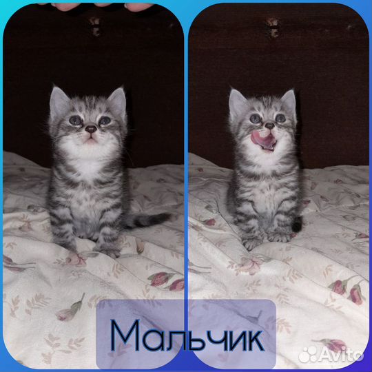 Котята в добрые руки, 1 мальчик и 2 девочки