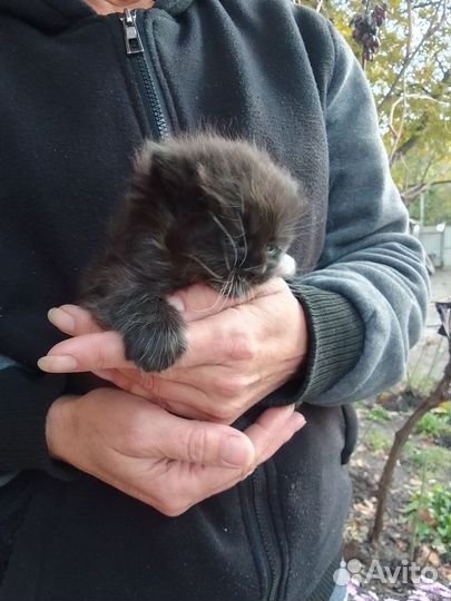 Кошка