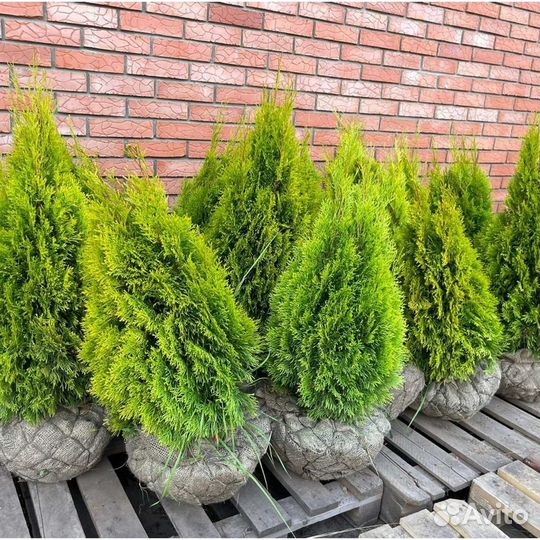 Туя смарагд 1,5 м