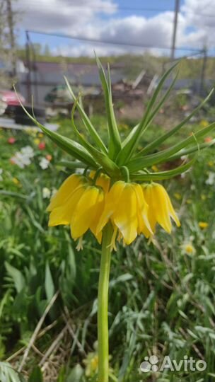 Рябчик императорский