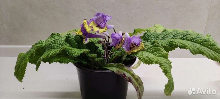 Стрептокарпус