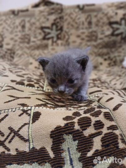 Отдам котят в добрые руки бесплатно