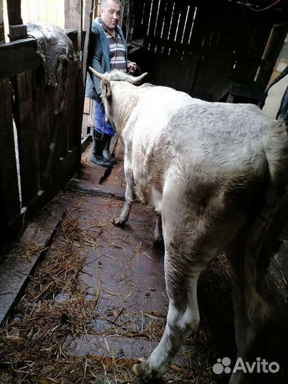 Коровы быки телки