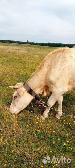 Корова дойная