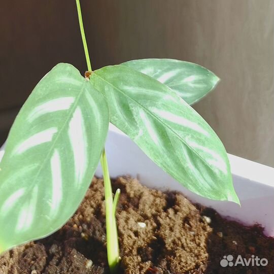 Комнатные растения (обмен)
