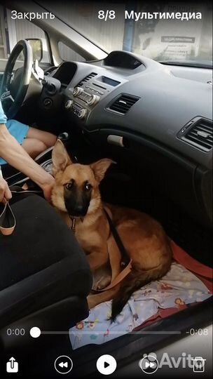 Щенок в добрые руки