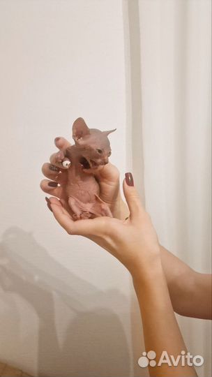 Канадский сфинкс редких окрасов