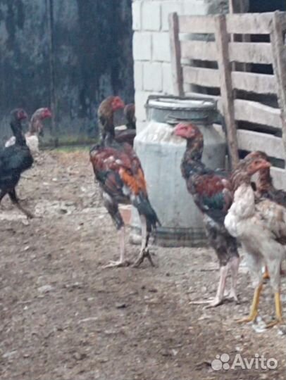 Бойцовые петухи