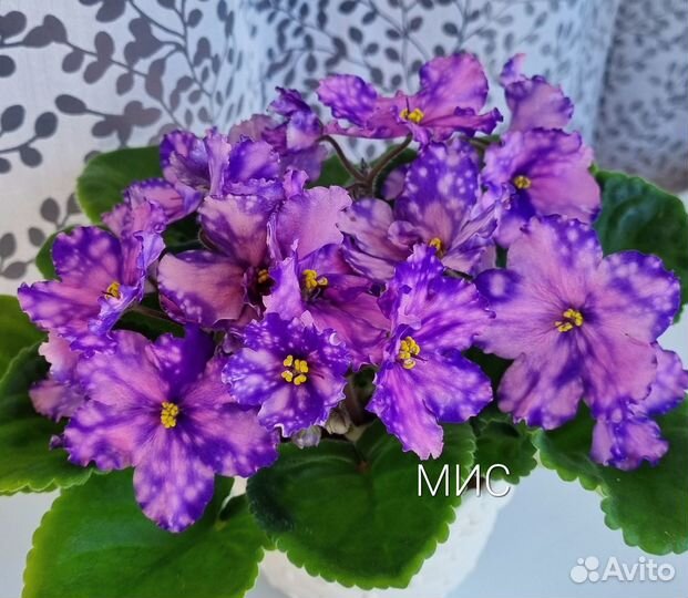 Сортовые фиалки