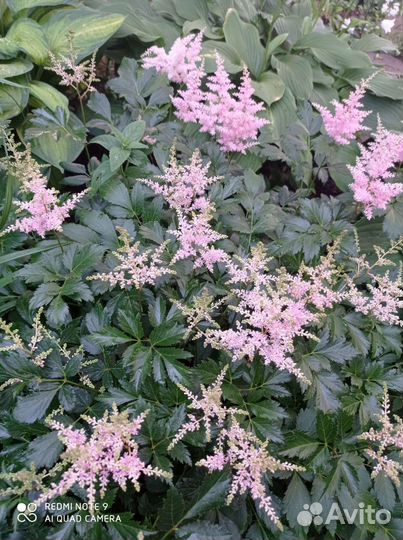 Астильба розовая