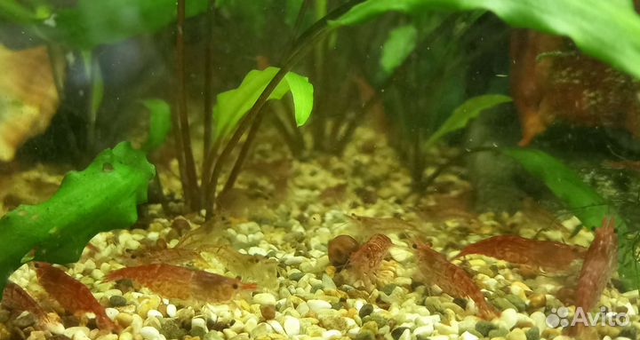 Аквариумные креветки