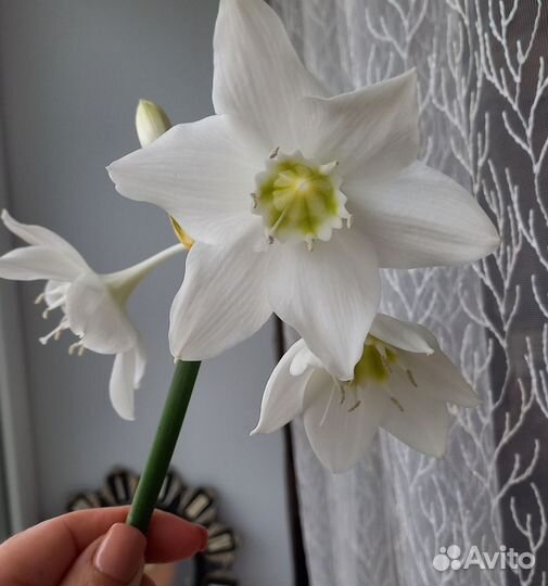 Эухарис амазонская лилия