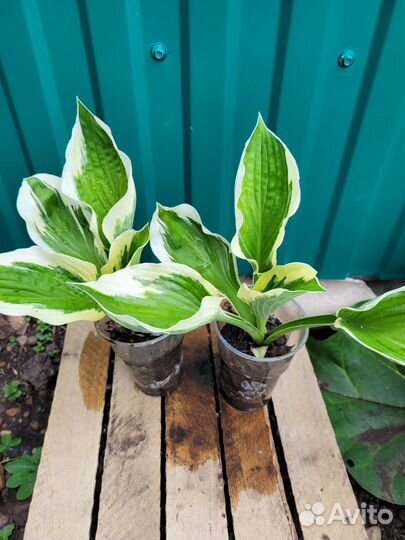 Многолетние цветы