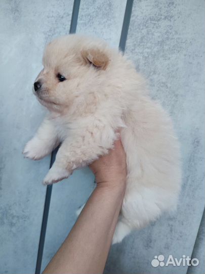 Щенки шпица