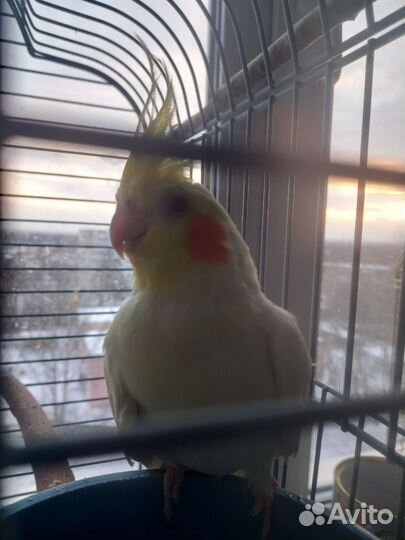 Говорящий попугай корелла