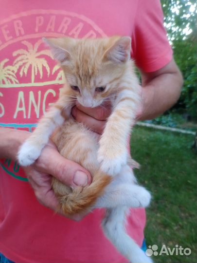 Котята в добрые руки бесплатно