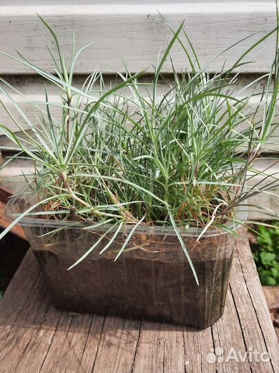 Гвоздика перистая