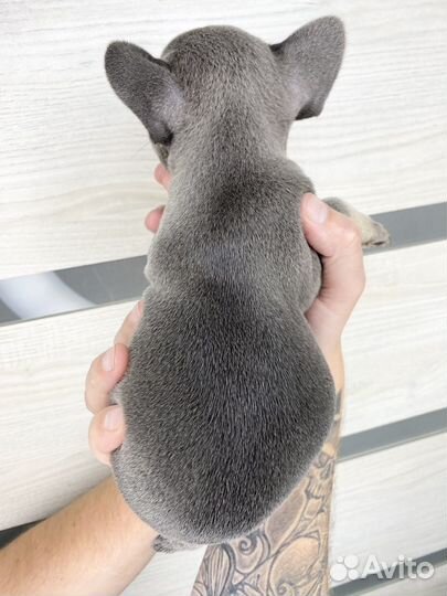 Французский бульдог голубой мальчик