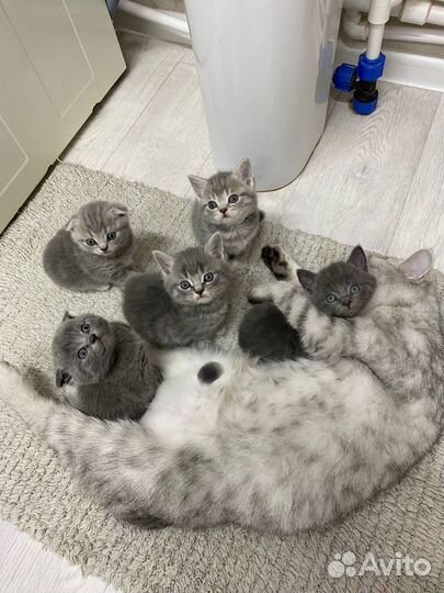 Британские котята
