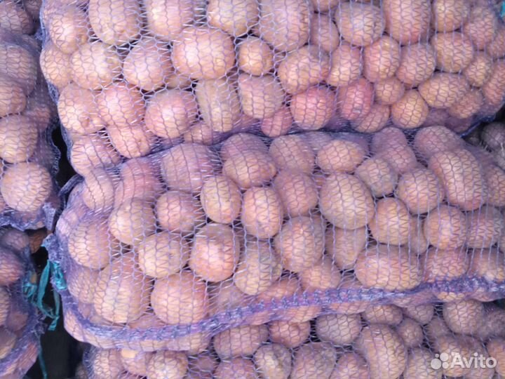 Картофель Васильево Юдио