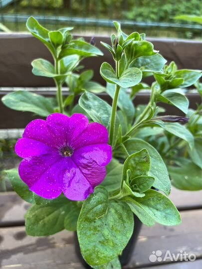 Петуния в кашпо