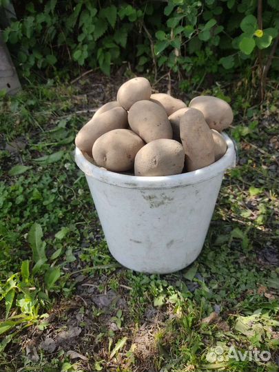 Картофель едовой