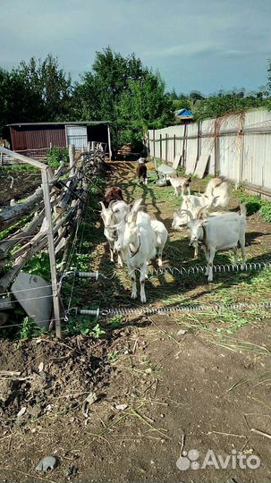 Чешский козел 2 года, чистокровный,козы котные