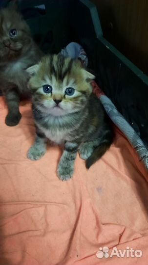 Шотландские котята