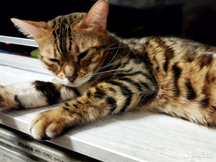 Бенгальская