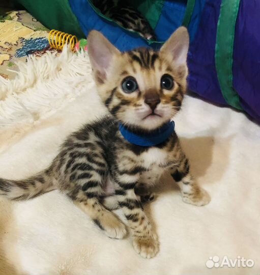 Бенгальская