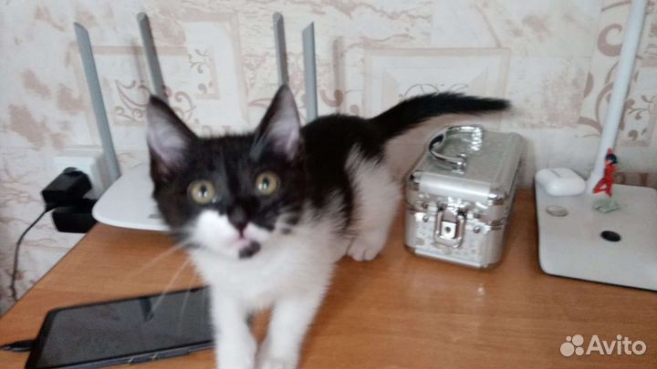 Кошка в дар