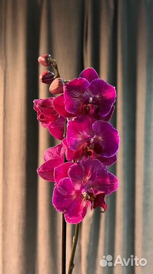 Орхидея Фаленопсис Бабочка
