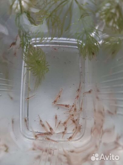 Аквариумные рыбки, растения, корм