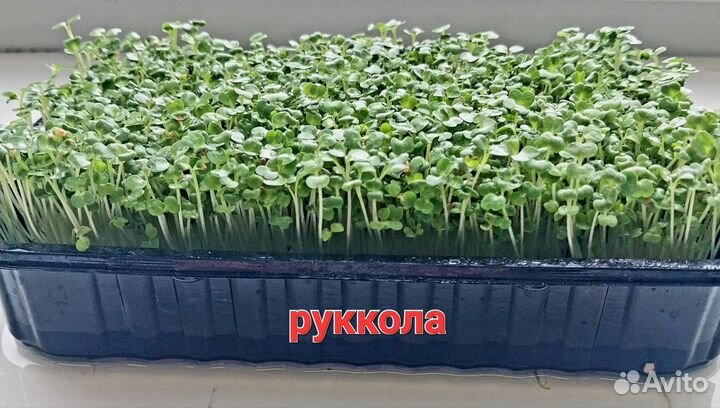 Микрозелень