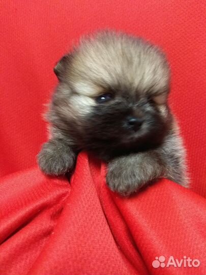 Щенки шпица мини