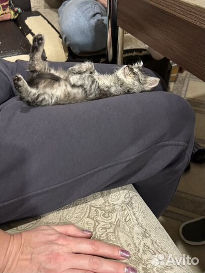 Кот в добрые ручки