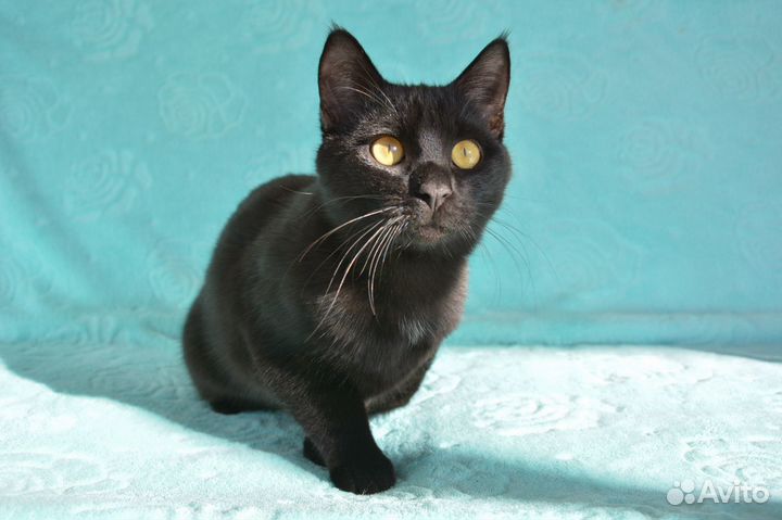 Котик Василий