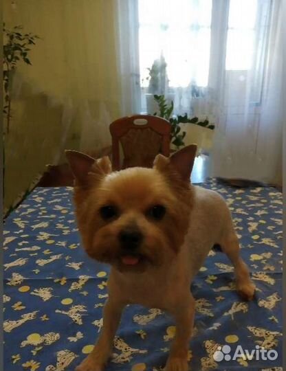 Стрижка Кошек и Собак